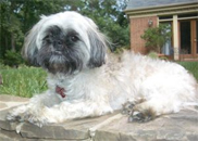 Adopt Sweet Pea