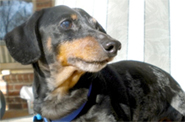 View More Adoptable Pets