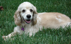 special needs pets