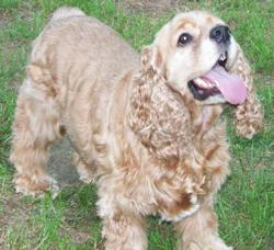 special needs pets